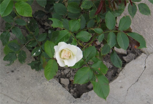 Schwanense